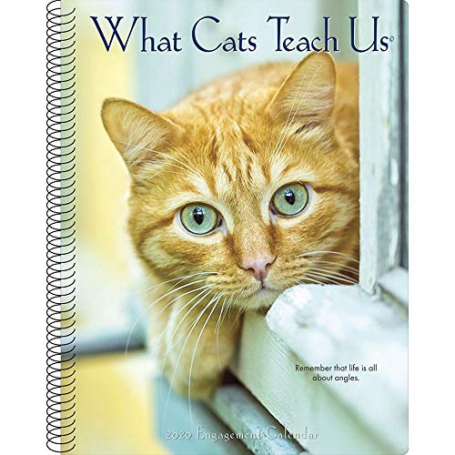 Best! What Cats Teach Us 2020 Engagement Calendar [D.O.C]