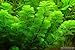 Cabomba Caroliniana - 4+ Stems | Freshwater Aquatic Plant