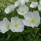 Outsidepride Pale Evening Primrose Seeds - 2000 Pcs