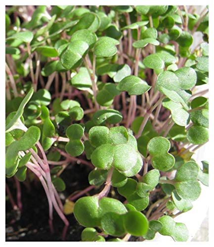 PREMIER SEEDS DIRECT - Micro Kale RED Russian 200 Gram