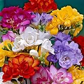 Double Freesia Mixture Flowering Bulbs, Fragrant Blooms, Mixed Colors, Perennial, 25 Bulbs