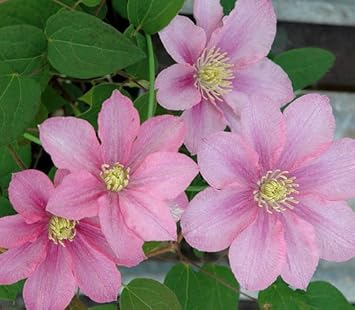 トップ100クレマチス ピンク すべての美しい花の画像