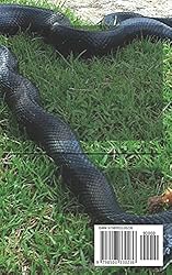 BLACK RAT SNAKE AS PET: The Complete Guide On How