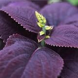 SD1589 Rare Purple Italian Mint Fresh Garden Herb Seeds, Rare Purple Basil Herb Plant Seeds, New Live Seeds (20 Seeds)