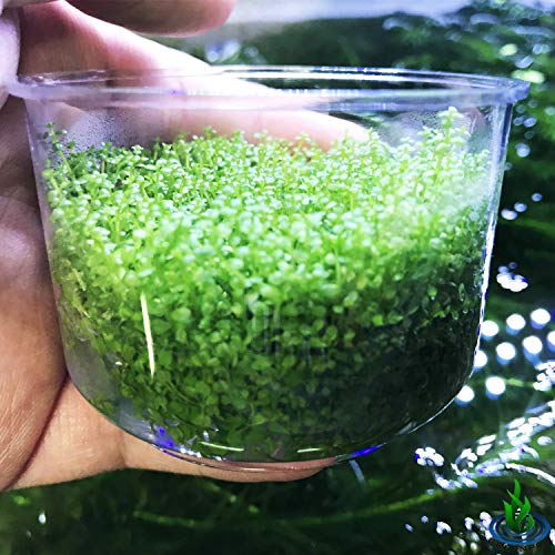 Dwarf Baby Tears Hemianthus Callitrichoides Java Moss Live Aquarium