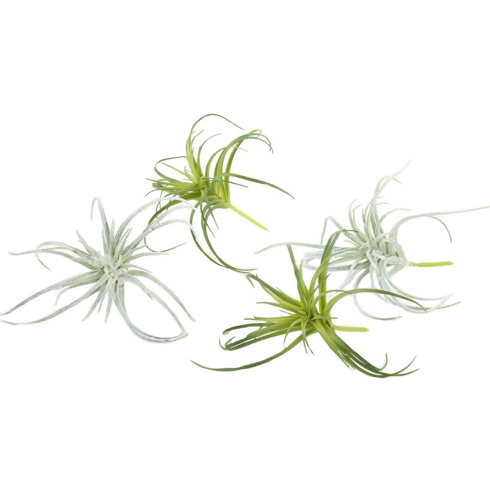 Koyal Wholesale Artificial Air Plants Pack of 4, Assorted
