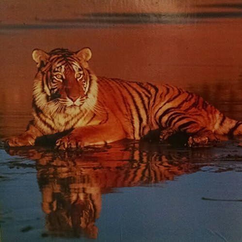 "Sitting Pretty" Tiger 551 Piece Jigsaw Puzzle By Ron Kimball