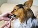 Toothbrush for dogs easy to use made in Japan Kenko care by Mind Up (Round Head with Replacement Head)