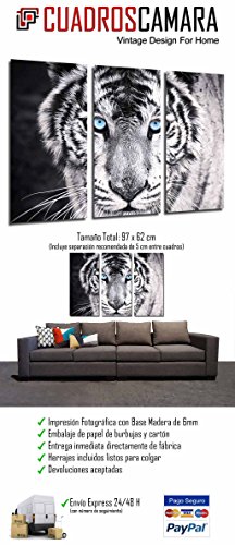 51wqEzB88AL Cuadros Cámara Cuadro Fotográfico Tigre Blanco y Negro, Ojos Azules, Animales, 97 x 62 cm XXL, Multicolor Cuadros Cámara Cuadro Fotográfico Tigre Blanco y Negro, Ojos Azules, Animales, 97 x 62 cm XXL, Multicolor - Imagen 3