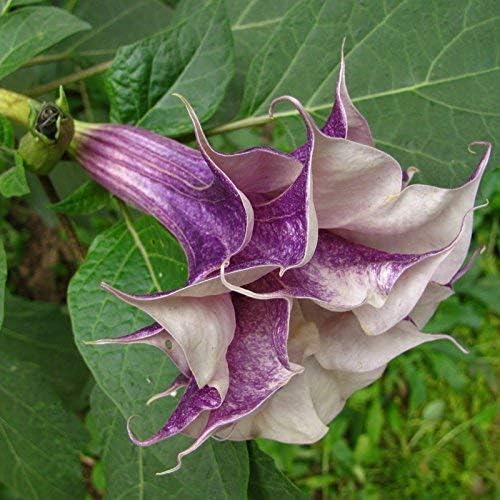 Swansgreen 5 : 5Pcs Passion Flower (Passiflora Incarnata), Plant Exotic Passion Fruit Seeds Passiflora Edulis for Home Garden 5