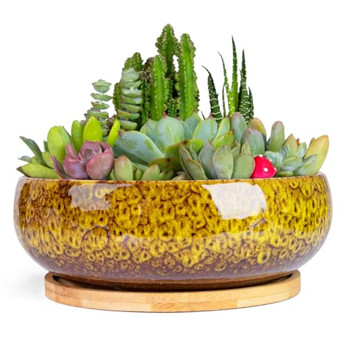 Succulent Pots Drainage