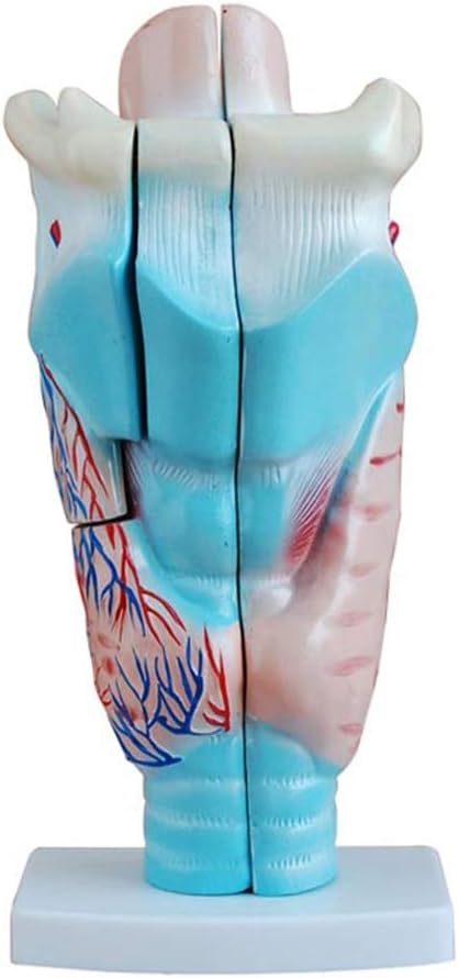 Amazon Co Jp 喉頭解剖モデル喉と喉の構造拡大鋳型喉の耳鼻咽喉科の医療教育ステレオ おもちゃ