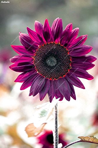 Premium Purple Sunflower Seeds Bonsai Charming Annuus Helianthus Potted Garden Flower Plant for Home Garden Planting 30 pcs/bag easy to grow (purple)