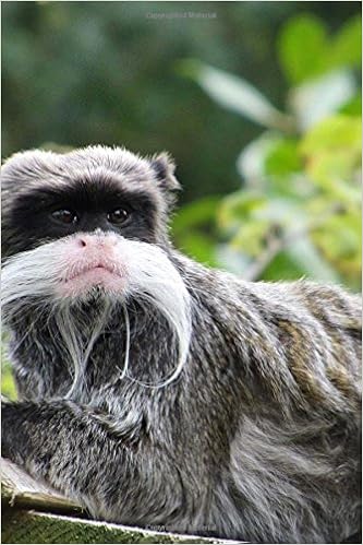 emperor tamarin for sale