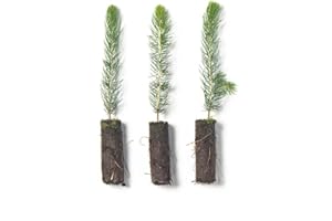 Colorado Blue Spruce Tree Plug Seedlings | 6"-12" | Arbor Day Foundation (3-Pack)