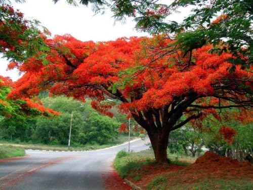 Delonix regia | Royal Poinciana | Flamboyant Flame Tree | Gulmohar | 10_Seeds