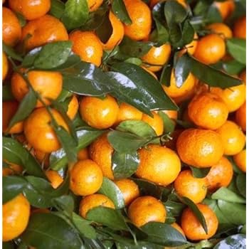 thumbnail image 2 of Dwarf Mandarin Orange Tree Organic {citrus Reticulata} Ornamental 2 of 13