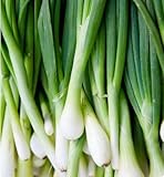 Tokyo Long White Bunching Onion Scallions 200 Seeds (Organic) UPC 647923989557