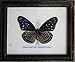 INSECTFARM Framed Real Striped Blue Crow Butterfly Collectible Display Insect Taxidermy