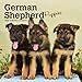 German Shepherd Puppies 2020 Calendar