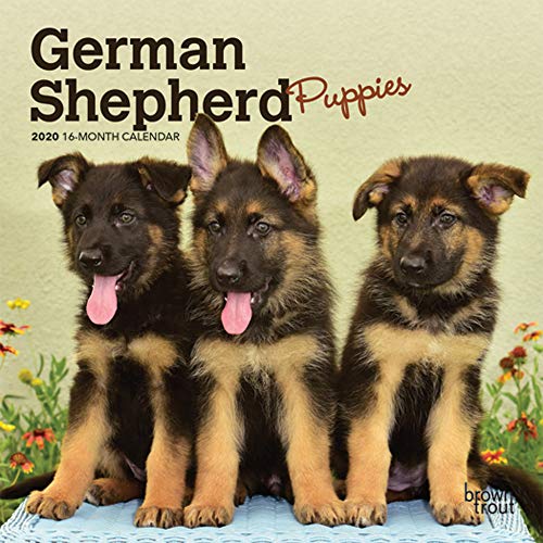 German Shepherd Puppies 2020 7 x 7 Inch Monthly Mini Wall Calendar, Animals Dog Breeds Puppies by BrownTrout Publishers Inc.