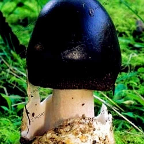 Amazon 24種類のキノコ盆栽熟した植物食用の観葉植物美しいおいしいキノコホーム Amp 庭100個 袋 18 アートフレーム ポスター オンライン通販