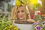 Gardena AquaBloom Solar-Powered Irrigation Set for Balcony & Patio Plants view 12