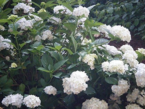 Hydrangea macrophylla Madam Emile Moulliere, Plant in 9cm Pot