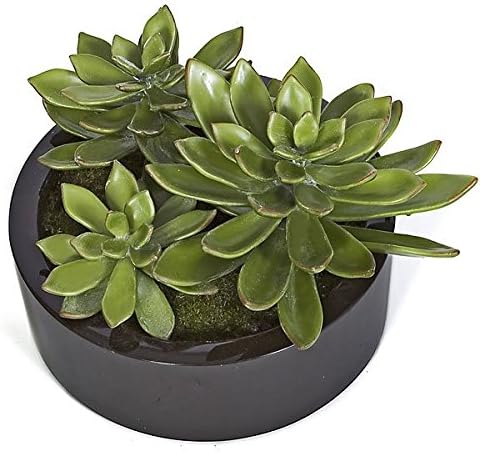 Autograph Foliages A-110880 3 Potted Succulents, Green