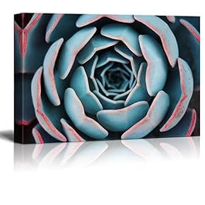 Closeup of a Blue Succulent Plant