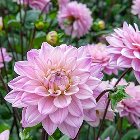 FERNSFLY Flower Bulbs IMP. Dahlia | Dhalia | Dahalia Perennial Flower Bulbs Excellent Quality Attractive Aromatic Flower Home Outdoor Gardening Flowering Bulbs (Pack Of 8 The Oriental Dream)
