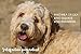 Powerful Max Strength Multi Symptom Dog & Cat Ear Infection Prevention & Ear Mite Treatment - Soothe Itch, Smell & All Common Pet Ear Challenges w/Best Cat Ear Mite Treatment & Dog Ear Cleaner