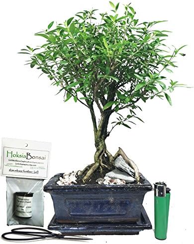 (se15BG) serissa foetida (Tree of a Thousand Stars) Indoor Bonsai Tree Gift Set