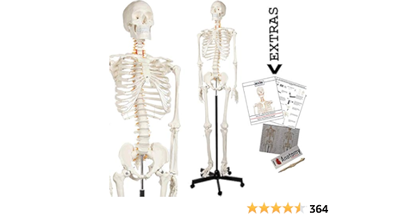 Axis Scientific Human Skeleton Model for Anatomy Bundle, 5' 6