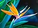 5 TROPICAL BIRD OF PARADISE Strelitzia Reginae Flower Seeds *Comb S/H