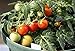 Micro Tom Tomato 15 Seeds - Worlds Smallest