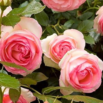 Amazon バラ 苗 つるバラ ピエール ドゥ ロンサール Cl 大輪 返り咲き 2年生 接ぎ木大苗 植木