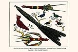 Buyenlarge 0-587-29683-6-G1624 "Grackle, Parrots, Cardinal, Red Legged Honey Creeper, Speckled Tanger, Golden Headed Manakin & Red Headed Manakin" Fine Art Giclee Print, 16" x 24"