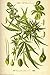 Buyartforless Cannibis Sativa Poster 24 x 36in with Poster Hanger