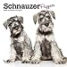 Schnauzer Puppies 2020 7 x 7 Inch Monthly Mini Wall Calendar, Animals Dog Breeds Puppies by