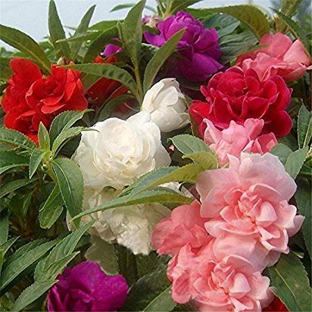 balsam Dipa Gerden Tom Thumb Mix Flower Seeds (Pack of 50 Seeds)