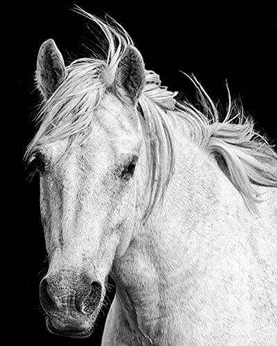 Amazon.com: Horse Photograph, Horse Wall Decor, Horse Art Print, Girls