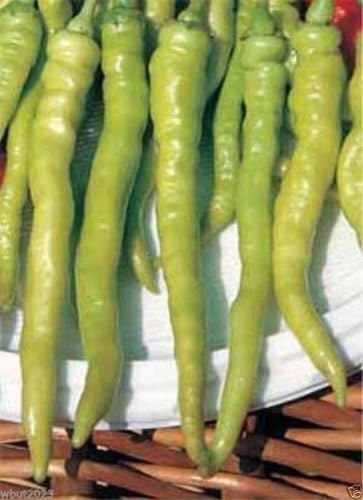 20 Sweet Pepper Seed 'Lombardo Pepperoncini'- C.annuum - Italian pickling pepper