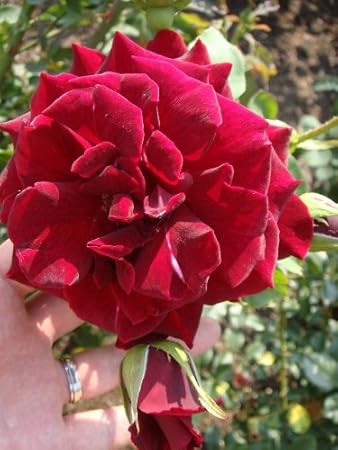 Amazon バラ苗 黒真珠 Ht 国産苗 大苗 6号ポット 四季咲き 黒赤 京成バラ 花