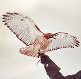 WILD BIRDS                                         image