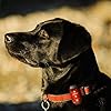 Safety-Light-4-Pack-for-Runners-Bikes-Dogs-Kids-Boats-Best-LED-Lights-FlashingWarning-Strobe-Reflective-High-Visibility-All-Weather-Clip-Light-for-Running-Walking-Jogging