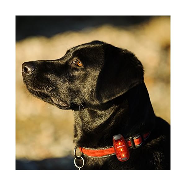 Safety-Light-4-Pack-for-Runners-Bikes-Dogs-Kids-Boats-Best-LED-Lights-FlashingWarning-Strobe-Reflective-High-Visibility-All-Weather-Clip-Light-for-Running-Walking-Jogging