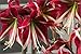 Amaryllis Bulb Red Amaryllis Ruby Star - 26/28cm Bulb - Outstanding Indoor Blooms