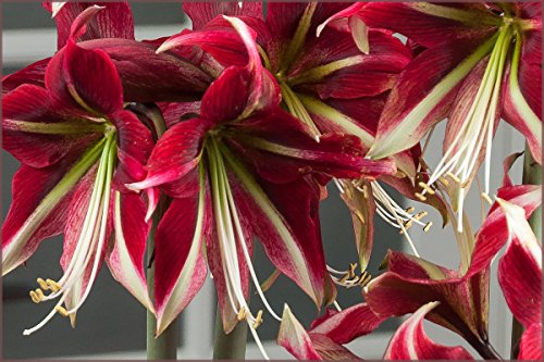 Amaryllis Bulb Red Amaryllis Ruby Star - 26/28cm Bulb - Outstanding Indoor Blooms Amaryllis Bulb Red Amaryllis Ruby Star - 26/28cm Bulb - Outstanding Indoor Blooms