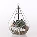 NCYP 5.3 inches Silver Handmade Wall Hanging Geometric Glass Terrarium Window Sill Balcony Succulent Planter Small Indoor Decoration Flower Pot Vase Centerpiece for Wedding Table (No Plants)